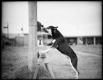 sam_hood_police_dog_telephone